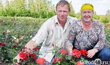 питомник двирника каталог