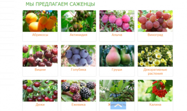саженцы в воронеже купить